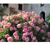 Роза Гертруда Джекилл (Gertrude Jekyll)